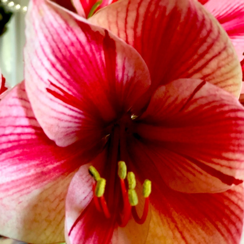 Meet your Posher, Andrea